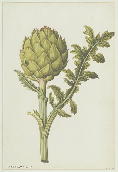 Artichoke: Cynara Scolymus by Jacques Le Moyne